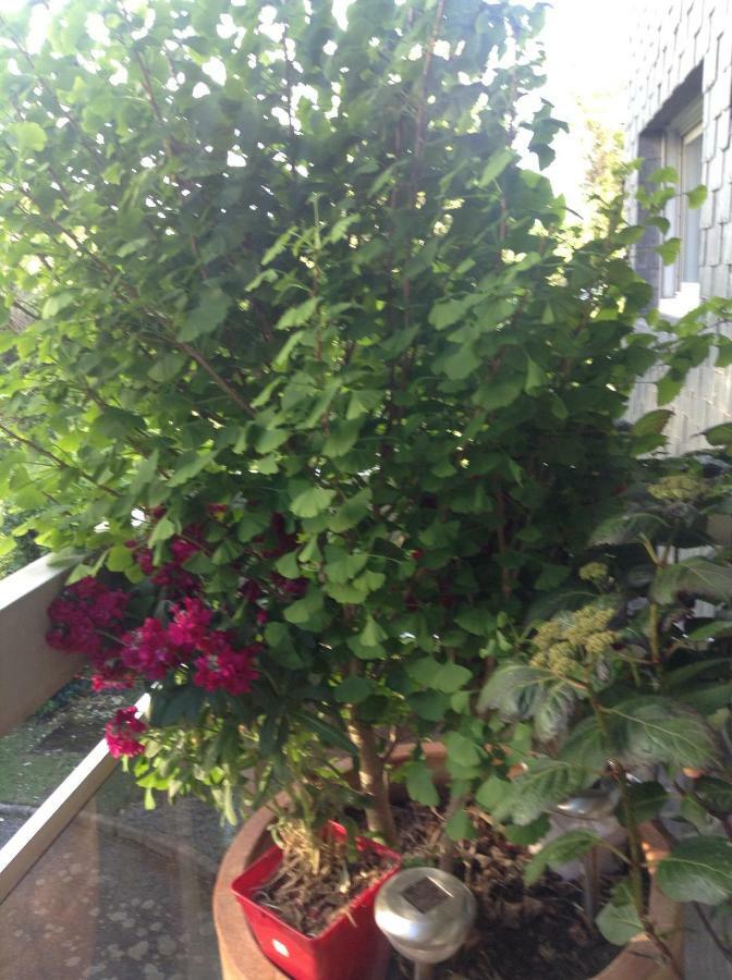 ואנה Appartement Monseigneur מראה חיצוני תמונה